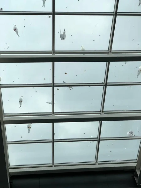 martı; martı; pencere; Windows; akşam; Yaz; iPhone fotoğraf; Bulutlu; 