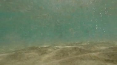 Hevesli çift şapkalı, deniz su üzerinden görülen bulma iken ve bir şey almak