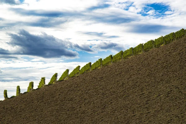 ブドウの行はピエモンテと曇り空のランゲの丘の土を斜めに分割します — ストック写真