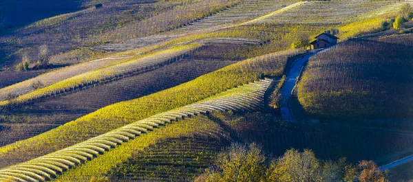 Осінній Видом Виноградників Барвисті Пагорбах Регіоні Langhe — стокове фото