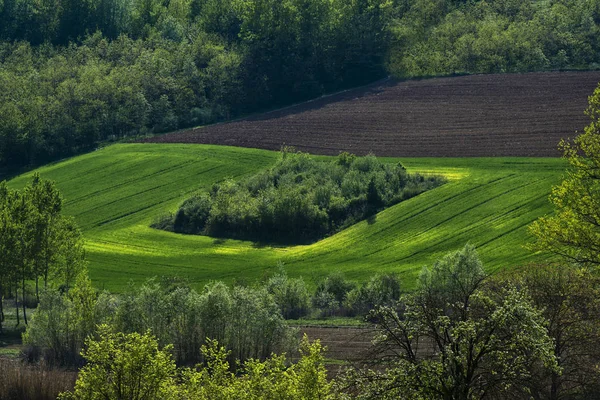 Ekili Arazi Woods Ile Tepelerde Ortasında Bir Ada Ağaç Göster — Stok fotoğraf