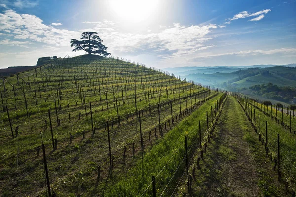 Vista Mattutina Sul Cedro Del Libano Conifera Sempreverde Che Sorge — Foto Stock