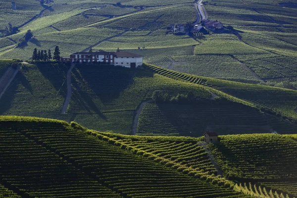 Vista Das Vinhas Nas Colinas Langa Piemonte Pôr Sol — Fotografia de Stock