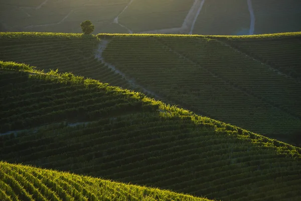 Widok Winnice Wzgórzach Langa Piemont Zachodzie Słońca — Zdjęcie stockowe