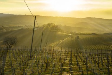 Piedmont İtalya'da Langhe tepelerinde üzüm bağları üzerinde arka aydınlatma ile, batan güneşin sıcak ışığı ile aydınlatılmış görünümü
