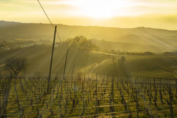 ピエモンテ イタリアのランゲの丘のブドウ畑を見渡す夕日の暖かい光に照らされ バックライト付き — ストック写真