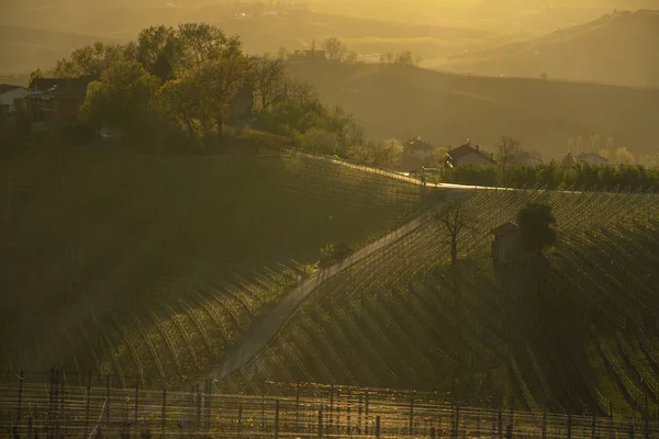 Вид Виноградники Пагорбах Ланге Ємонті Італія Висвітлюється Теплим Світлом Встановленних — стокове фото