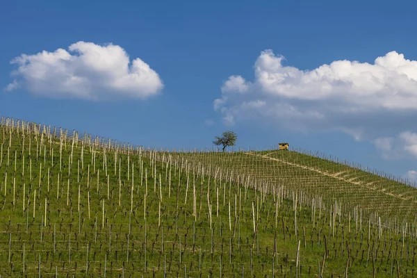 Blick auf die Weinberge und Wolken im langhe piemont — Stockfoto