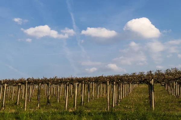 Blick auf die Weinberge und Wolken im langhe piemont — Stockfoto