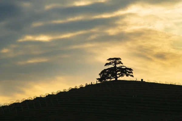 Majestatyczny świeckie Cedar Libanu symbol drzewa Langhe Pied — Zdjęcie stockowe
