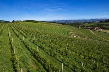 Piedmont I Roero bölgesinde güzel tepelerde Üzüm bağları