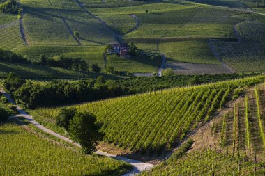 Municip Sarmassa yamaç sitesinde üzüm bağları ve ormanlar