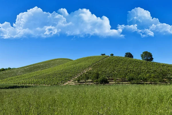 Winnice i lasy na wzgórzu Monte Dell'Olmo znajduje się w — Zdjęcie stockowe