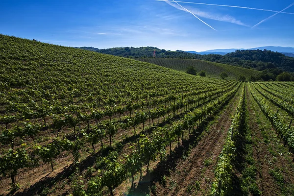 Weinberge und Wälder auf dem Hügel cascina saliceti befindet sich in — Stockfoto