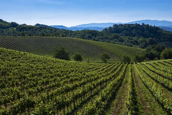 Vigneti e boschi sul fianco della collina Cascina Saliceti situato in — Foto Stock