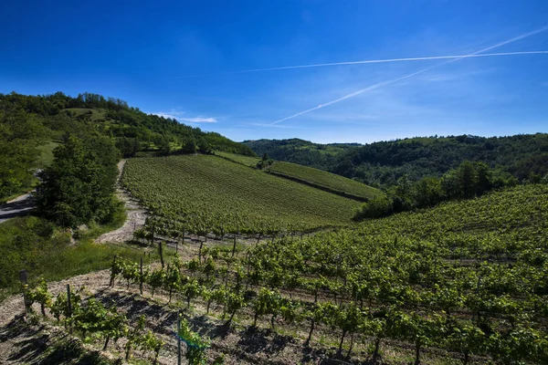 Weinberge und Wälder auf dem Hügel cascina saliceti befindet sich in — Stockfoto