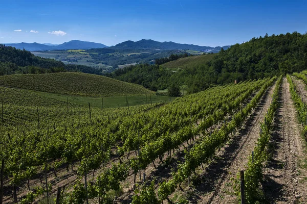 Vigneti e boschi sul fianco della collina Cascina Saliceti situato in — Foto Stock