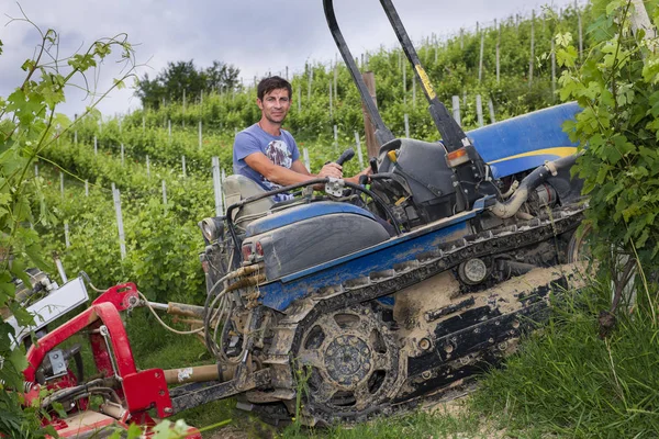 Fahrer auf dem Raupenschlepper arbeitet zwischen den Reihen der Weinberge — Stockfoto