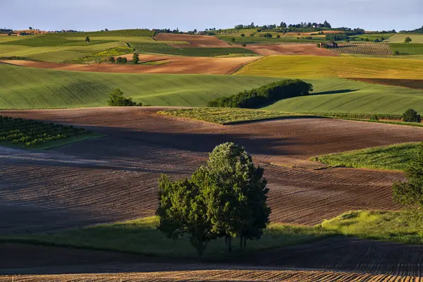 Фантастичний вид на пагорби з барвистими зеленими полями і червоною землею спереду в центрі є дерева — стокове фото