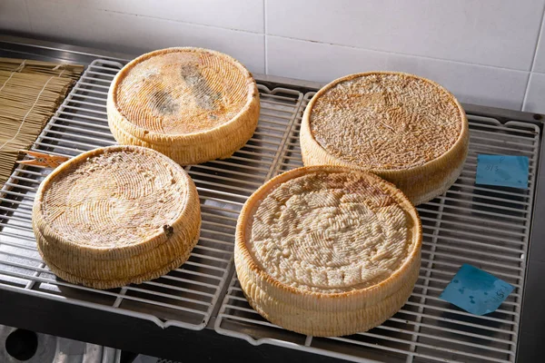 Formas de queijo na prateleira para amadurecer — Fotografia de Stock