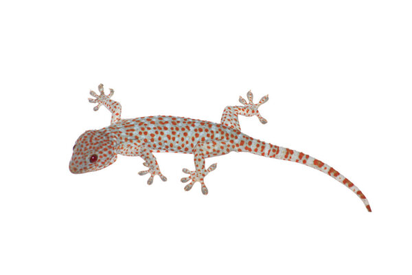 The skin is the button of a red eye gecko on a white background.