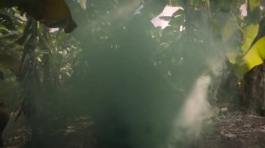 Siyah elbiseli genç ciddi sarışın kadın poz ve palmiye ağaçları ve yeşil yaprakları yakınında kalın duman dans. Yere düşen güneş ışığı. Bali