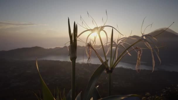 Rayos Sol Cayendo Sobre Flor Montaña Temprano Mañana Hermosa Vista — Vídeos de Stock