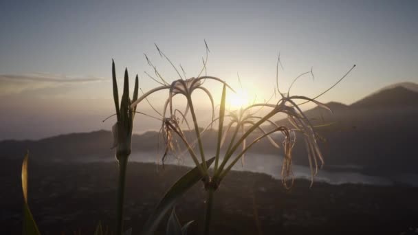 Rayos Sol Cayendo Sobre Flor Montaña Temprano Mañana Hermosa Vista — Vídeos de Stock