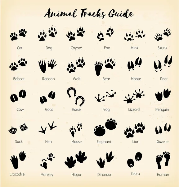 Animal Tracks Foot Print Guide Vector — Stock Vector