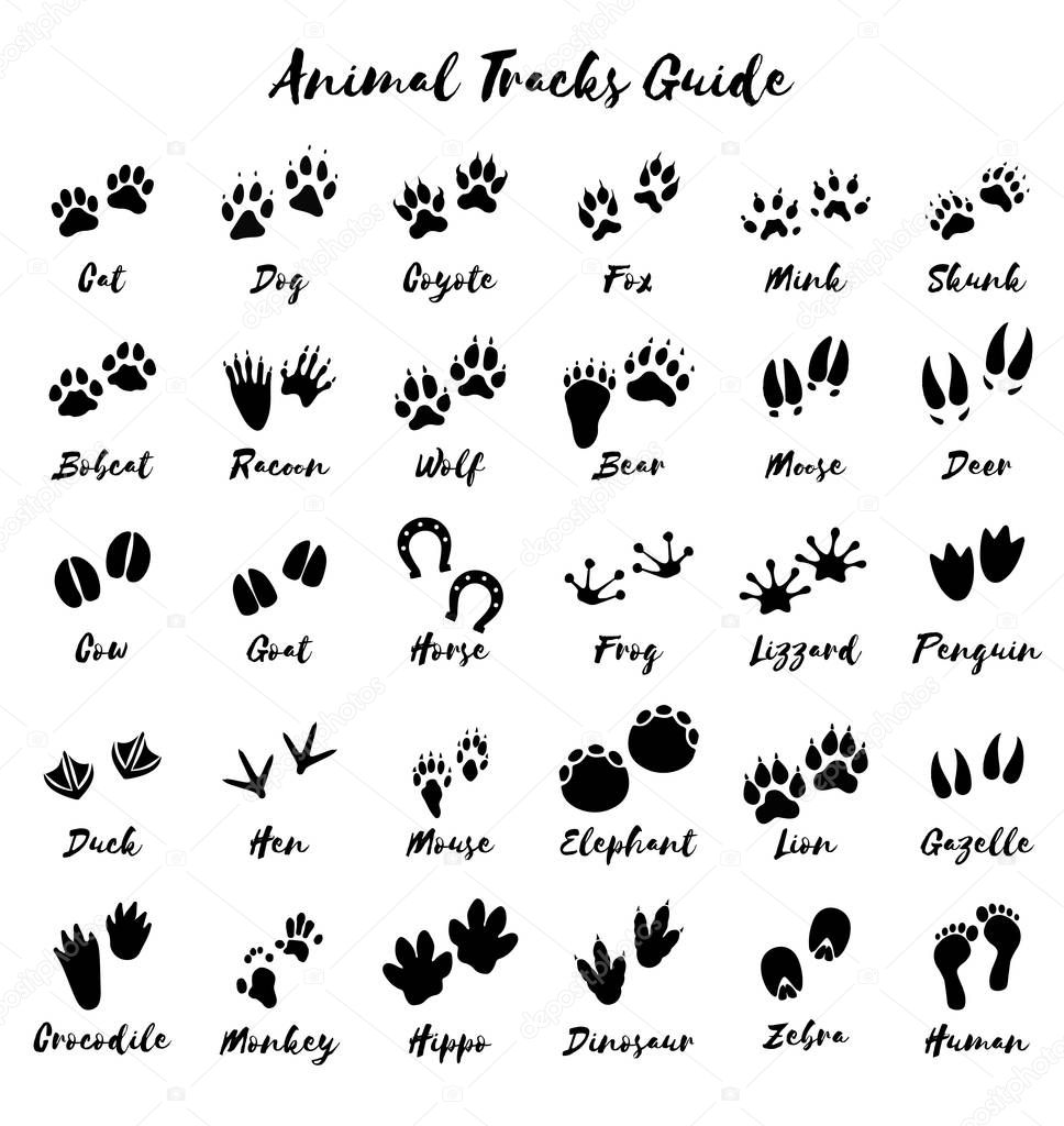 Animal tracks - foot print guide vector