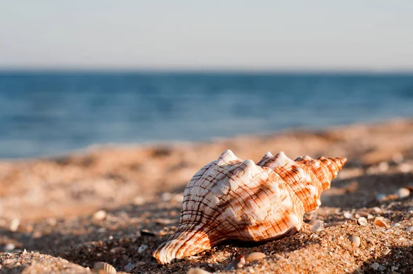 Sea shell lying on the sand, close up — Stock Photo, Image