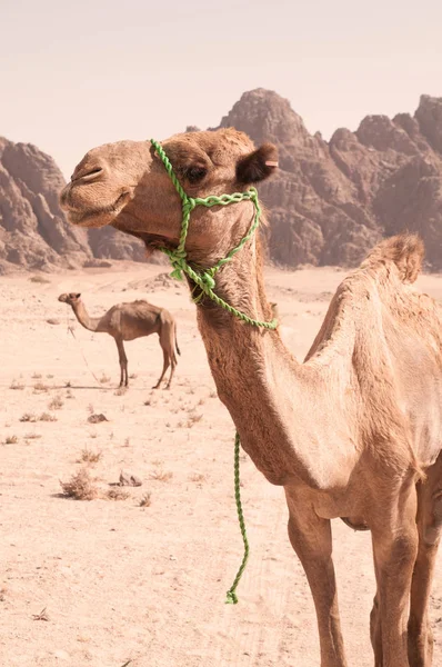 Due cammelli che camminano nelle dune del deserto . — Foto Stock