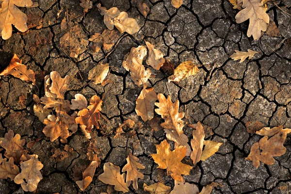 Feuilles jaunes et orange sèches sur le sol fissuré . — Photo