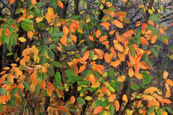 Mooie heldere herfst bladeren close-up. Herfst bos. — Stockfoto