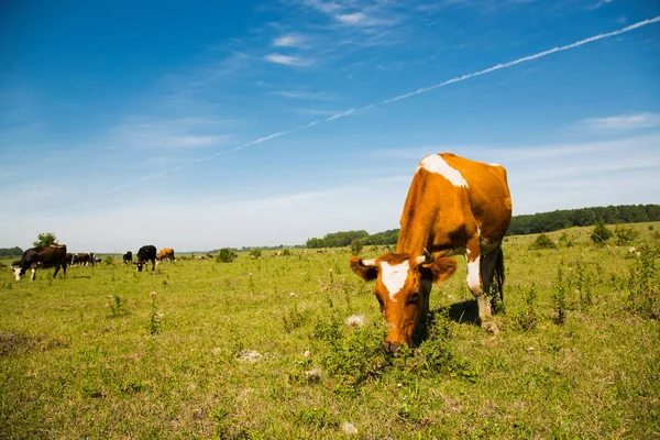 Una vaca pastando en el campo Imágenes de stock libres de derechos