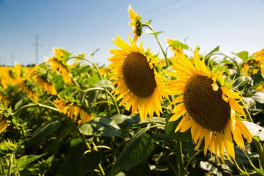 Güneşli bir günde parlak ayçiçekleri. Ayçiçekleri yakın plan. Bir ayçiçeği tarlası.