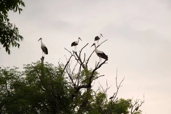 Um grupo de cegonhas numa árvore. Cegonhas estão sentadas em uma árvore e olhando em direções diferentes . — Fotografia de Stock
