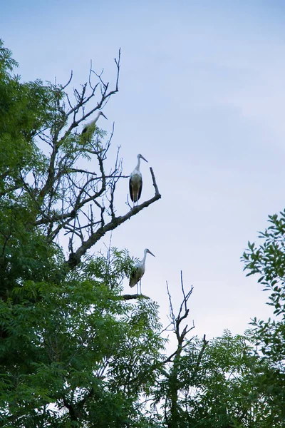 Três cegonhas em uma árvore — Fotografia de Stock