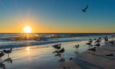 Seagulls on the beach sand during sunset clipart