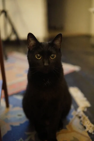 Czarny kot Stairing do aparatu — Zdjęcie stockowe
