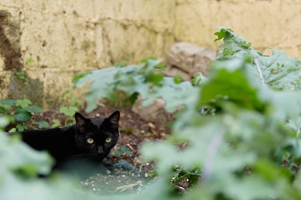 Chat Noir Dans Jardin Avec Des Haussements Épaules Verts Premier — Photo