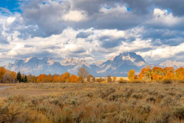 Grand Tetons Milli Parkı, Wyoming sonbahar yaprakları
