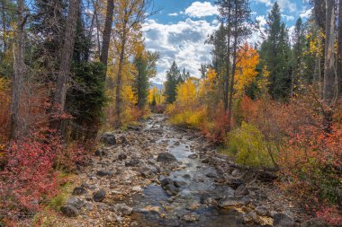Grand Tetons Milli Parkı, Wyoming sonbahar yaprakları