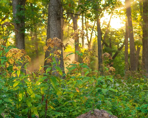 Sun Rising in Mac Queen Forest Preserve