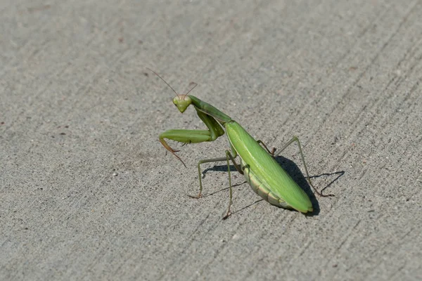 カマキリの肩越し キャスパー ワイオミング州 — ストック写真