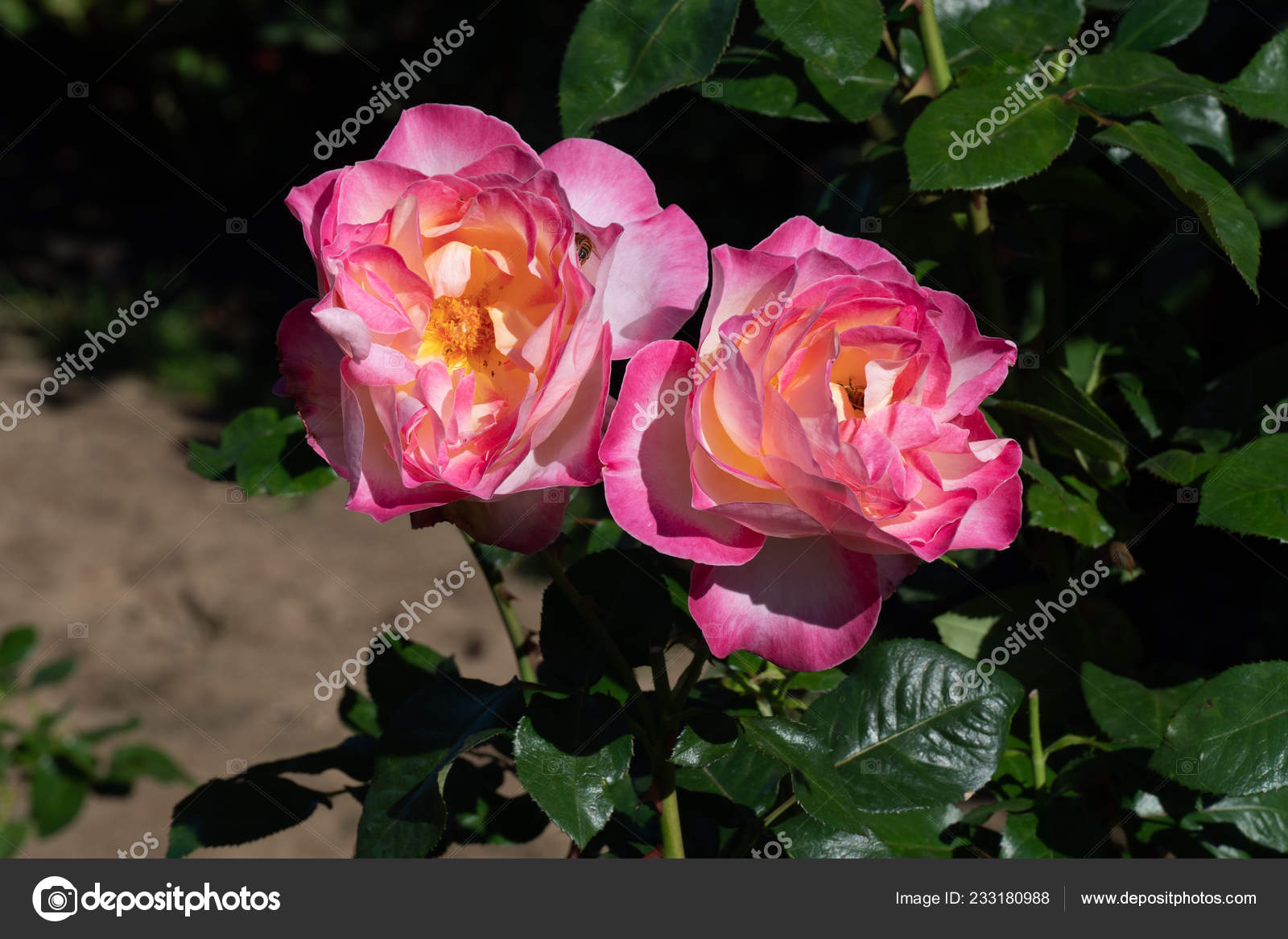 Sehr Grosse Rose Garden Portland Oregon Stockfoto C Scottiebumich