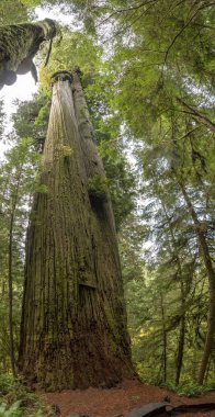 Redwood Milli ve Ekim - Kuzey California State Park