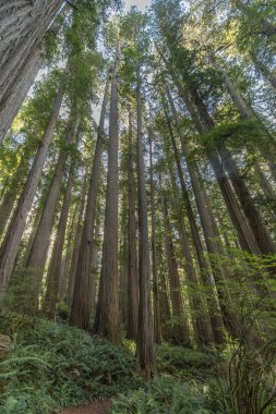 Redwood Milli ve Ekim - Kuzey California State Park