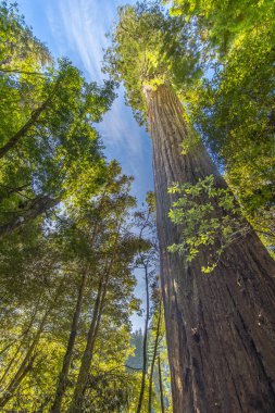 Redwood Milli ve Ekim - Kuzey California State Park
