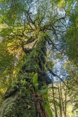 Redwood Milli ve Ekim - Kuzey California State Park